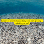 Beach Bum Tallow Sunscreen SPF30 (Best Before 22nd January 2026)