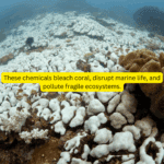 Beach Bum Tallow Sunscreen SPF30 (Best Before 22nd January 2026)